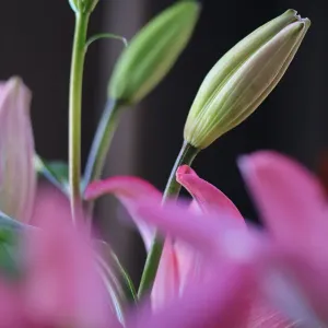 Lilium Print - A Colorful Botanical Illustration Lilium Print - A Colorful Botanical Illustration