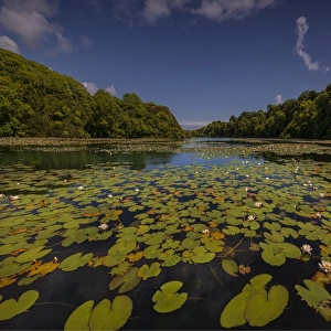 Lilly ponds near Stackpole, Pembrokeshire, Wales, United Kingdom