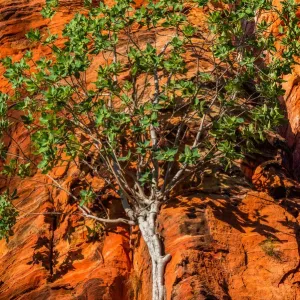 Limmen National Park, Northern Territory, Australia