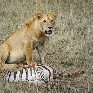 Lion Kill, Masai Mara, Kenya