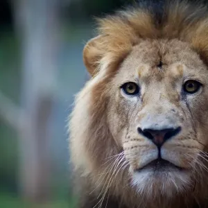 Lion stare