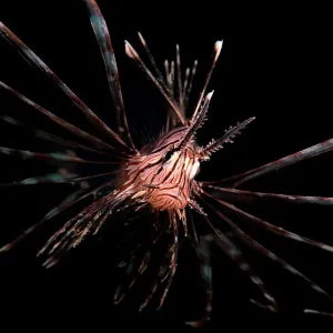 Lionfish Print at Night