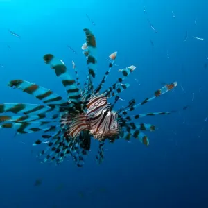 Raja Ampat Lionfish Print