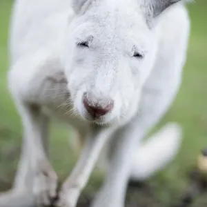 Little albino Little albino