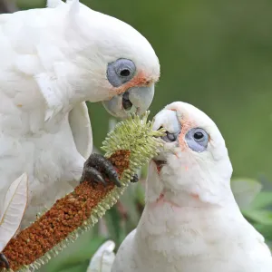 Little Corella