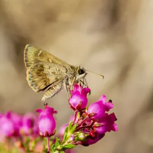 Little Darter Butterfly on a heather flower Little Darter Butterfly on a heather flower