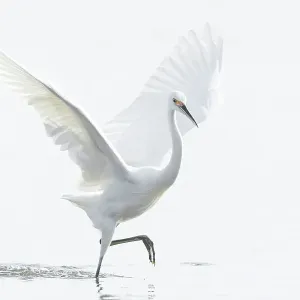 Little Egret