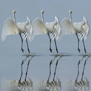 Little egret