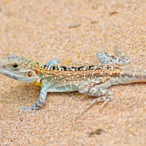 Australian Lizard Print on Sand