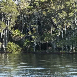 Littoral Rainforest Print, Wallis Lake, Booti Booti National Park NSW