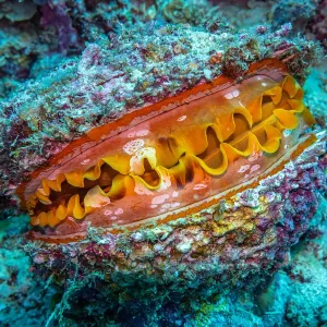 Living clam amongst coral
