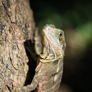 Lizard in Brisbane park