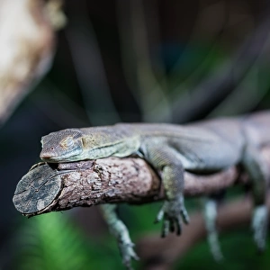 Lizard sleeping on tree branch with eyes closed
