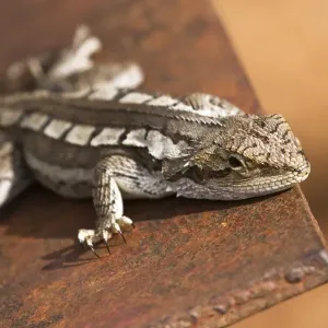Lizard on tracker plow