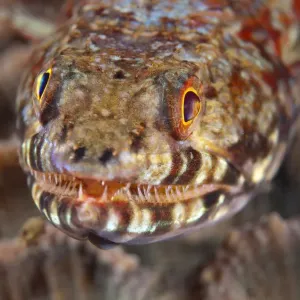 Lizardfish Print - Lembeh Strait Coral Background