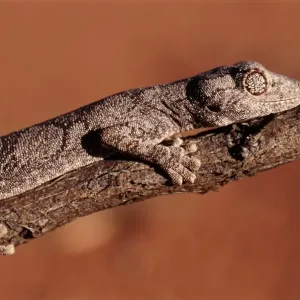 Australian Lizards Print Australian Lizards Print