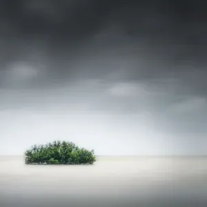 Lone Mangrove Print at Cooke Point
