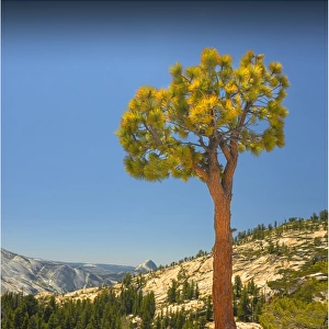 Lone pine at Olmsted point, Yosemite national park, California, USA