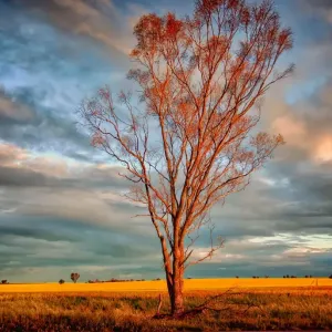Lone tree Lone tree
