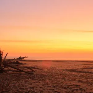 Lone Tree on Beach at Sunset Lone Tree on Beach at Sunset