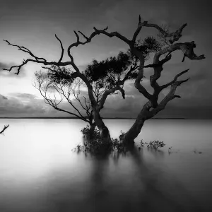 Lone tree is monument to its tenacity Lone tree is monument to its tenacity