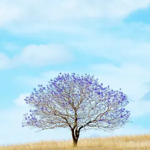 Lonely Jacaranda