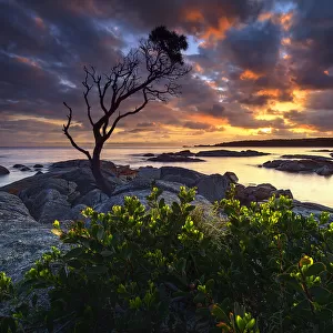 A lonely tree at The Bay of Fires, Tasmania, Australia