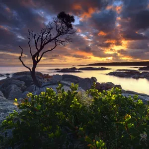 A lonely tree at The Bay of Fires, Tasmania, Australia