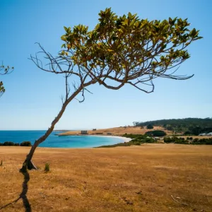 Lonely Trees on Maria Island