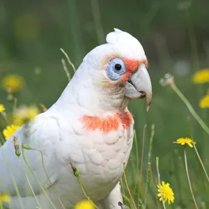 Long-billed Corella