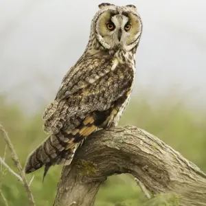 Long-eared Owl (Asio otus)