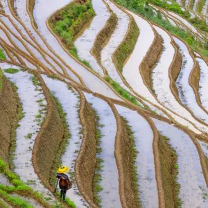 Longji Terrace Rice Worker Print