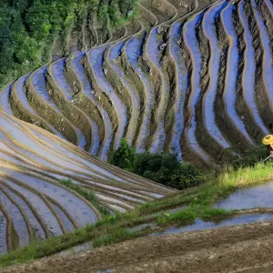 Long ji terrace rice workers, China