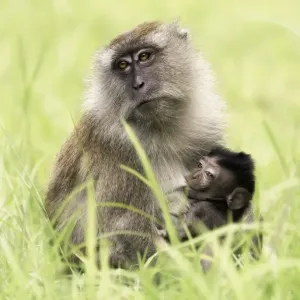 Long-tailed Macaque (Macaca fascicularis)