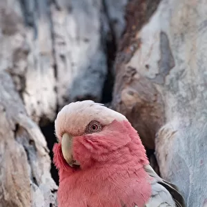 Look at me ! A Juvenile Galah is mesmerised by the photographer