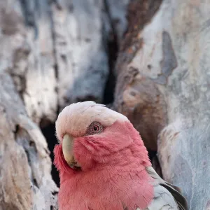 Look at me ! A Juvenile Galah is mesmerised by the photographer