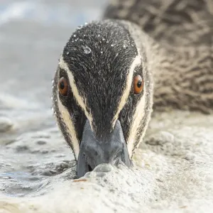 Looking at You
