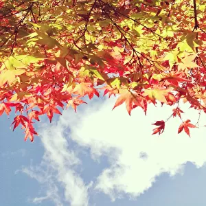 Looking up at autumn leaves towards blue sky