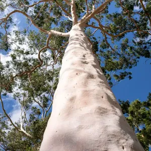 Botanical Print Prints: Trees