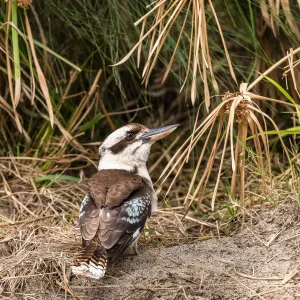 ¿Estás mirándome? Un Kookaburra juvenil que parece que puede estar metido en problemas en el sur.