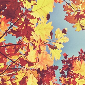 Looking up at sky through golden autumn leaves