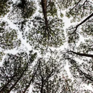 Australian Treetops Print Australian Treetops Print