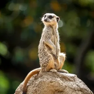 Meerkat Lookout Print