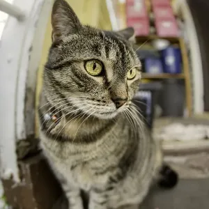 The Lord of the Manor