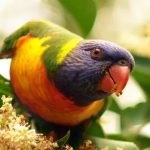 A lorikeet in a tree