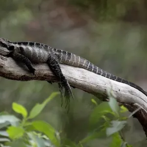 Lounge Lizard Water Dragon Print at Wattamolla Beach