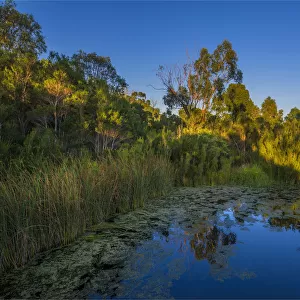 The lovely wetlands at Hidden Grove, Keysborough South, Melbourne, Victoria, Australia