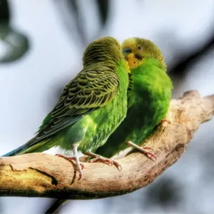 Loving Budgerigars Loving Budgerigars