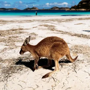 Lucky Bay kangaroo Lucky Bay kangaroo