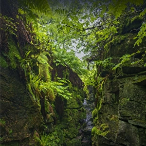 Luds Church, a natural rock cleft used in times past for secret religious services in the Peak district national park, Staffordshire, England, United kingdom